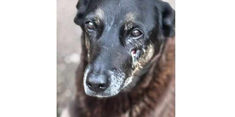 hospital-veterinario-municipal-passa-a-funcionar-24-horas-em-sao-paulo