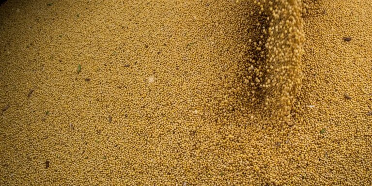 agro-cresce-11,7%,-impulsiona-pib-e-ganha-participacao-na-economia