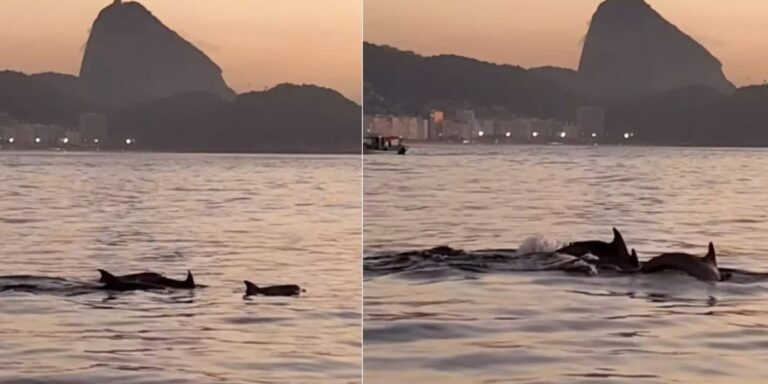 golfinhos-encantam-banhistas-no-rio-e-indicam-boas-condicoes-de-praia