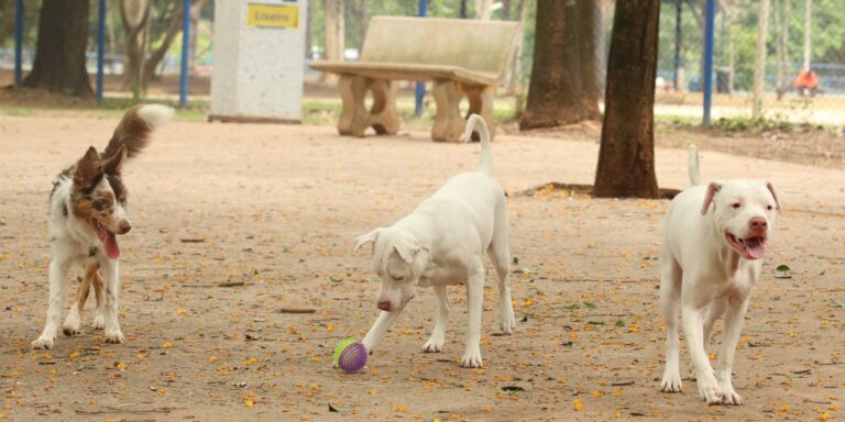 Lei torna crime exercício ilegal da medicina veterinária lei-torna-crime-exercicio-ilegal-da-medicina-veterinaria