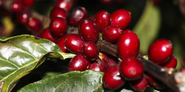 Aeronaves, óleo, café e carne estão fora do tarifaço imposto pelos EUA aeronaves,-oleo,-cafe-e-carne-estao-fora-do-tarifaco-imposto-pelos-eua