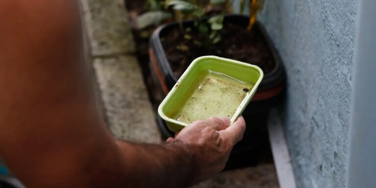El Niño pode aumentar casos de chikungunya e dengue no Brasil el-nino-pode-aumentar-casos-de-chikungunya-e-dengue-no-brasil