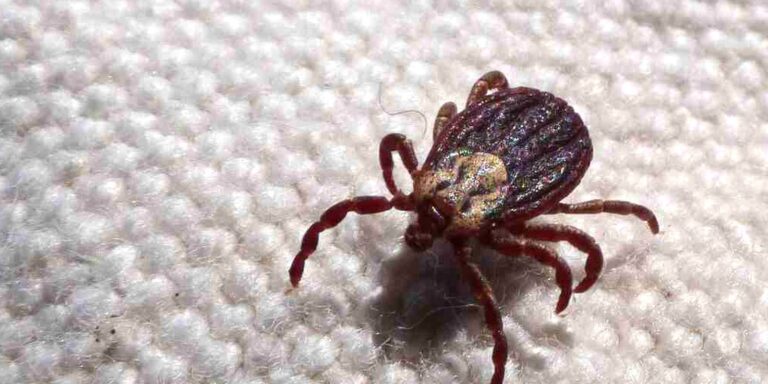 SP registra 18 mortes por febre maculosa em 19 casos confirmados sp-registra-18-mortes-por-febre-maculosa-em-19-casos-confirmados