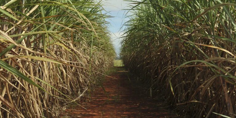conselho-eleva-limite-de-remuneracao-do-eco-invest-brasil