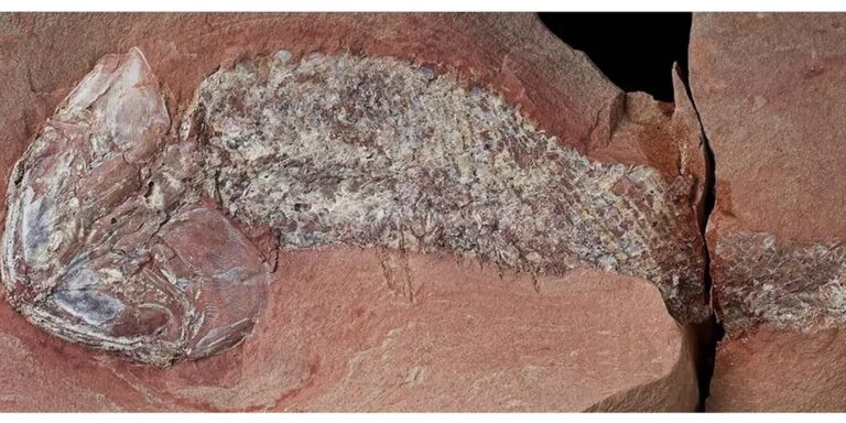 Estudo mostra fóssil de peixe pré-histórico encontrado em Mato Grosso estudo-mostra-fossil-de-peixe-pre-historico-encontrado-em-mato-grosso