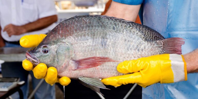Primeira fábrica de curativos de pele tilápia vai ser no Ceará primeira-fabrica-de-curativos-de-pele-tilapia-vai-ser-no-ceara